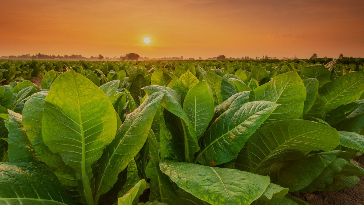 A field of broad-leaf tobacco plants at sunset under a warm amber sky
