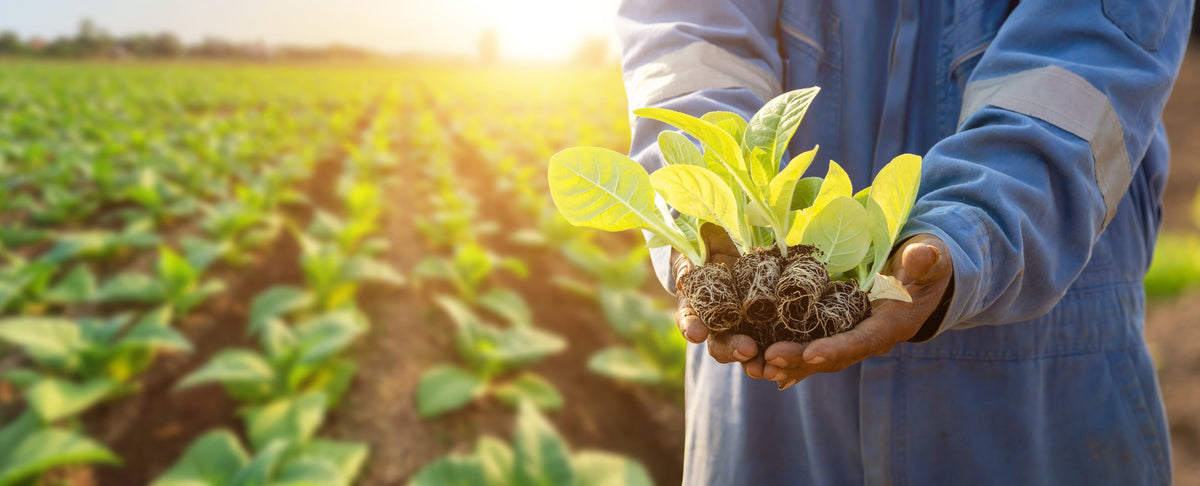 A farmer holding young tobacco plants in a sunlit field